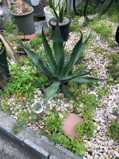 地植えアガベ売ります〈値下げ〉