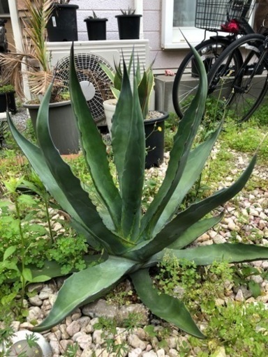 地植えアガベ売ります〈値下げ〉