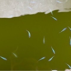 サファイアめだか　20匹の画像