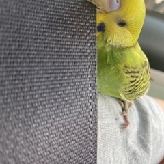 セキセイインコ 生後3ヶ月 迷子