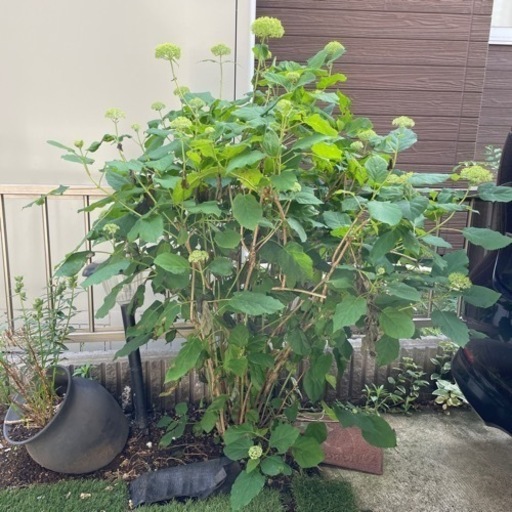 アナベル★紫陽花★アジサイ