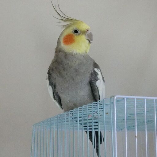 オカメインコ（ノーマル） (Sakuya) 海南のその他の里親募集｜ジモティー