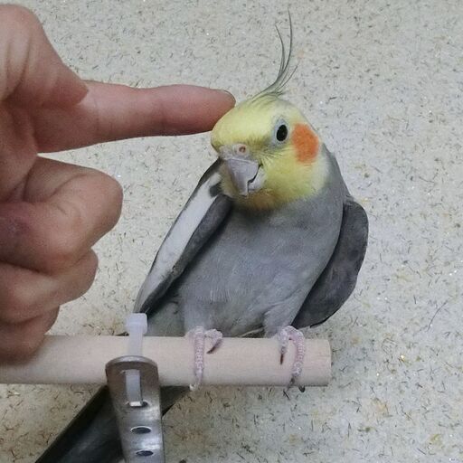 オカメインコ オカメインコ（ノーマル） (Sakuya) 海南のその他の里親募集｜ジモティー