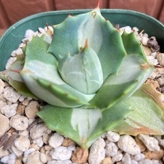 アガベ　王妃雷神錦の画像
