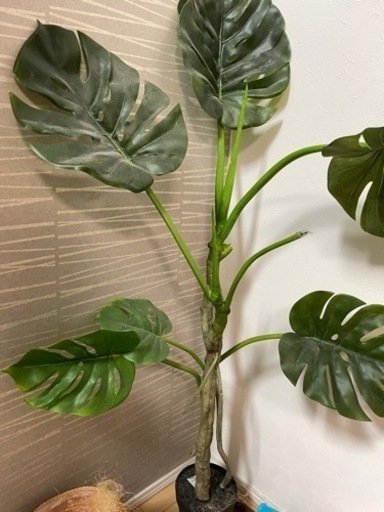 ニトリ　観葉植物