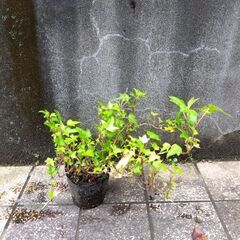 アイビー　苗　大きい　