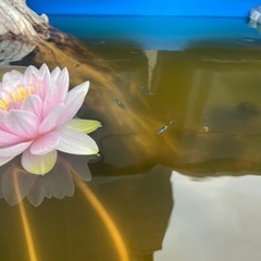 睡蓮株の画像