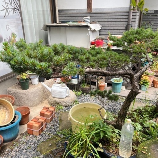 五葉松　盆栽