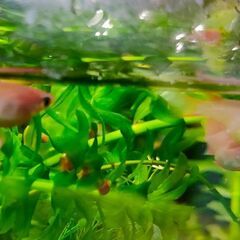 室内越冬　🐟メダカ　紅帝 ダルマ体型 10匹　無選別