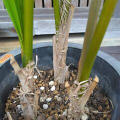 ケンチャヤシ３本立て　６号鉢の画像