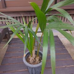 ケンチャヤシ３本立て　６号鉢の画像