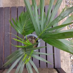 ケンチャヤシ３本立て　６号鉢の画像