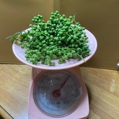 山椒の実　無農薬　100g 300円