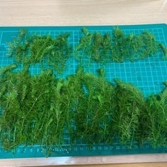 水草3種　【特価】 最終値下げ　5月28日まで