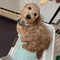里親募集 - 犬