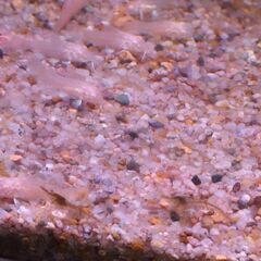 白コリドラス幼魚②の画像