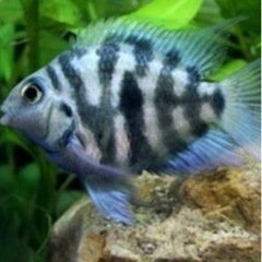 岐阜県 美濃加茂市の熱帯魚の中古が安い！激安で譲ります・無料