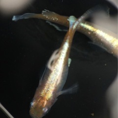 朱光菊ワイドフィン血統キッシング因子持ち　稚魚10匹