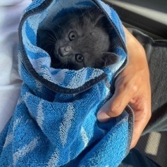 子猫の里親