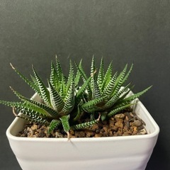 【値下げ】ハオルチア十二の巻
