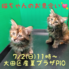 3/18生メインクーン姉妹(トライアウト猫)　里親募集中～！の画像