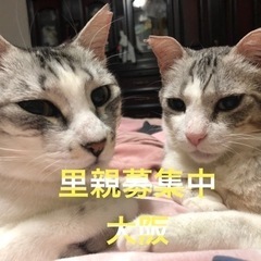 ２１日吹田市で犬猫譲渡会！ - 吹田市
