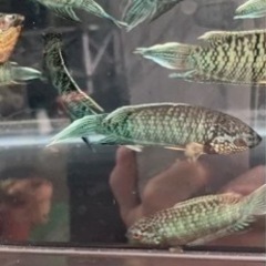 5月21日　闘魚　路上販売！ - 中頭郡