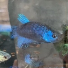 5月21日　闘魚　路上販売！の画像