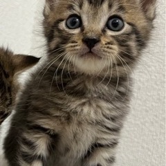 【里親様決まりました！】1ヶ月キジトラの男の子 - 猫