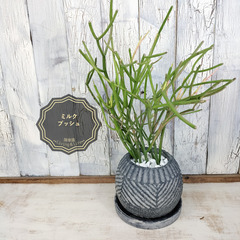  ミルクブッシュ　観葉植物