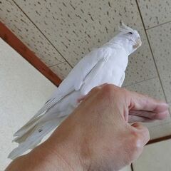 オカメインコ（アルビノ）