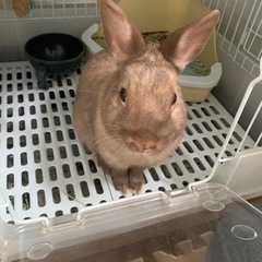 ミニうさぎ　オス　2歳6ヶ月　5月中引き渡し希望