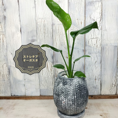  ストレリチア オーガスタ　観葉植物