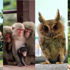 〈沖縄ならではの希少な生き物に会いに行こう！〉