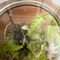 苔テラリウム①