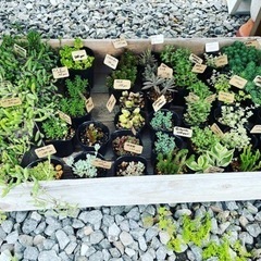 多肉植物の苗 たくさんあります！！