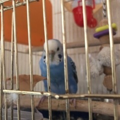 生まれて1年のメス ブルーのセキセイインコ1羽