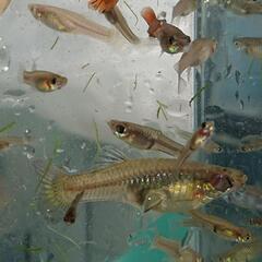 グッピー稚魚21 無料の画像