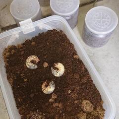 カブトムシ幼虫21の画像