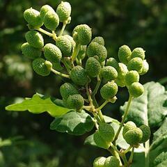 山椒の実【生】