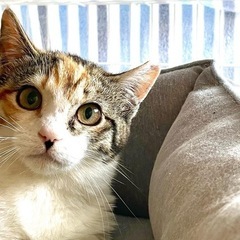 トライアルから返されてきた茶々姫…