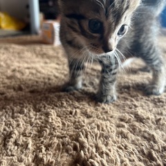 里親候補かたから連絡とれず再募集します。キジトラ子猫