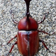 カブトムシ、クワガタの幼虫が取れるスポット