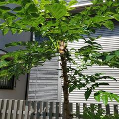 【差し上げます】たらの芽の苗木の画像