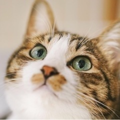 何もしない人🐈
