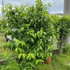 蝋梅だったと思います。