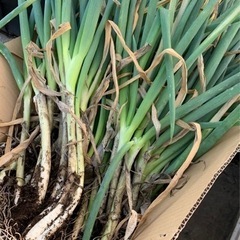 九条ねぎ(分けつねぎ)の苗　食べることもできます。