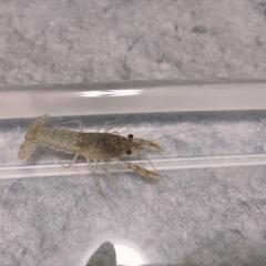 透明色 ザリガニ 1匹