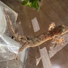 ヤモリ