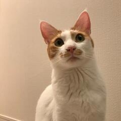 猫友達😺募集中 - 中央区